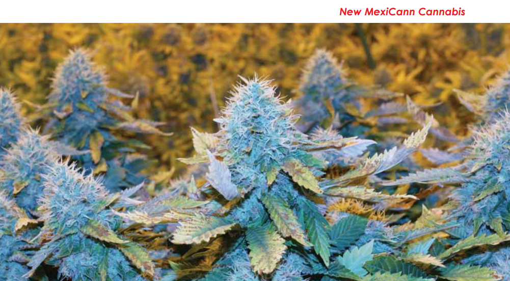 New Mexicann Medical Cannabis Flowers