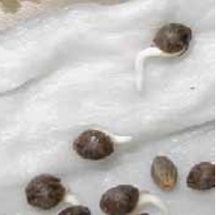 cannabis seeds germinating
