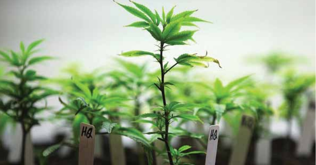 how to clone marijauna seedlings from mother plant
